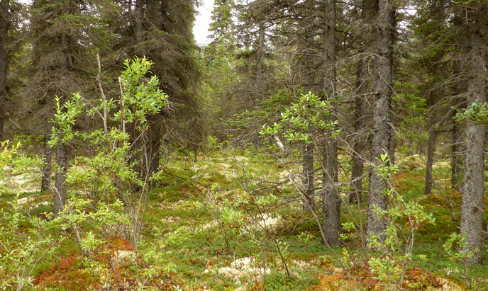 Open Spruce Forest along the Valley of Ten Thousand Smokes Road