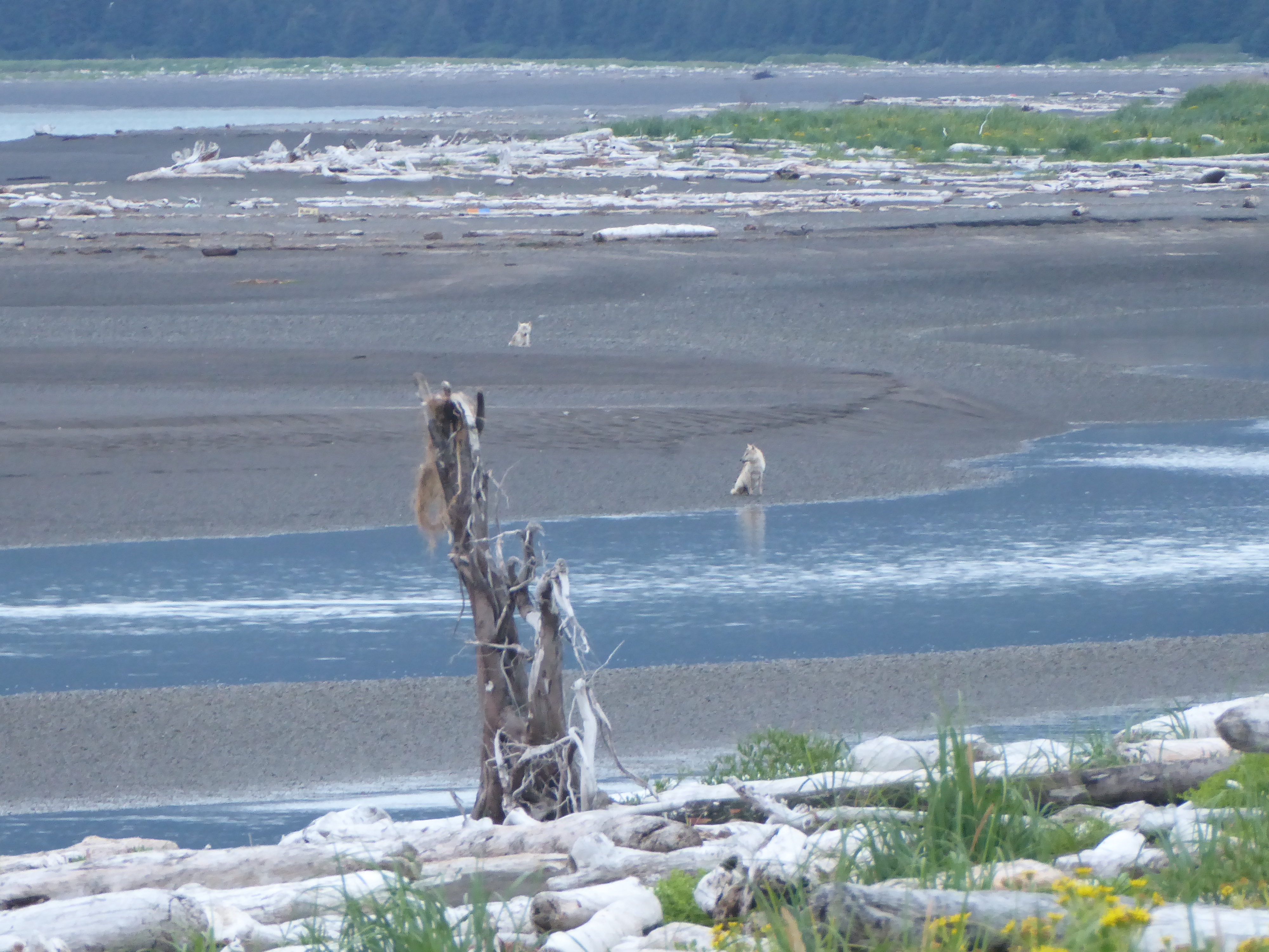 Two wolves wait by low tide in Hallo Bay