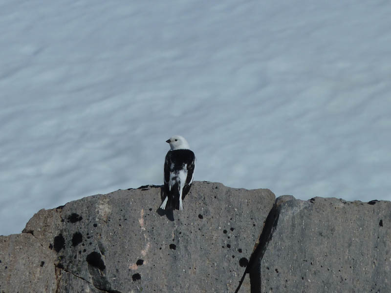 A snow bunting perched on a rock