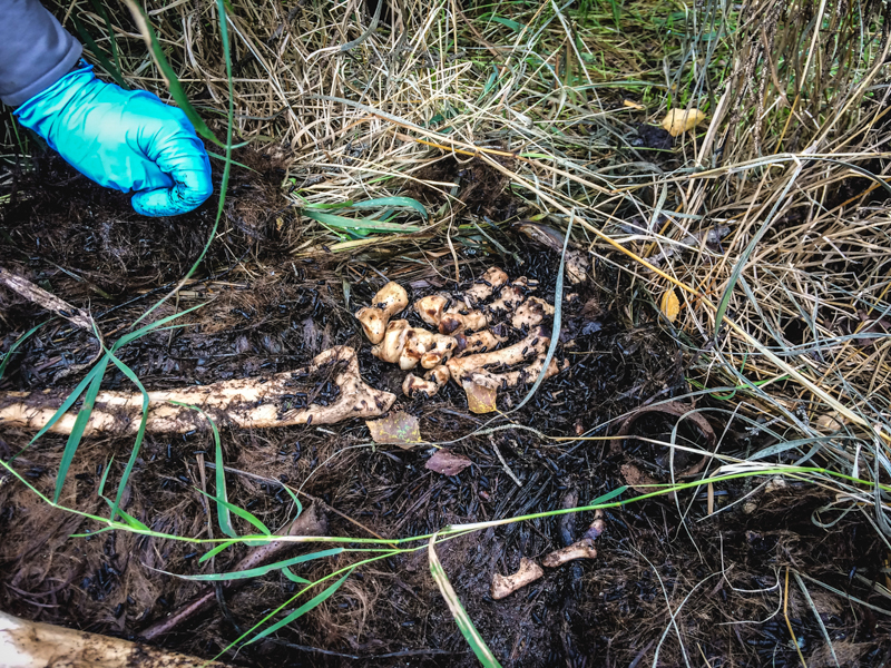 A bear's paw on the ground with human hand for scale