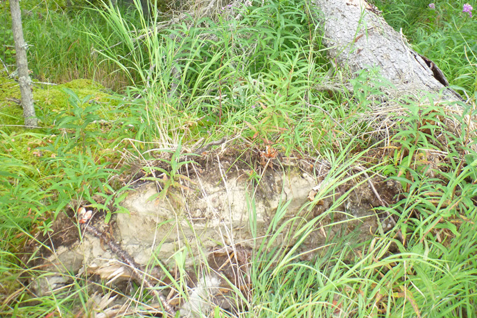 Ash exposed at the base of uprooted tree