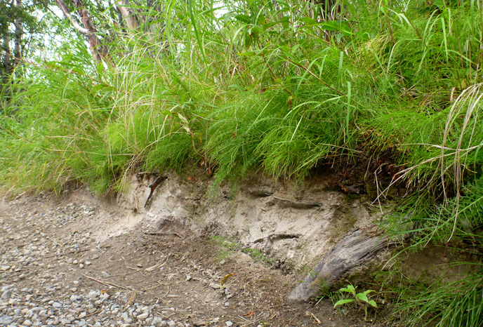 Gray ash exposed along a trail