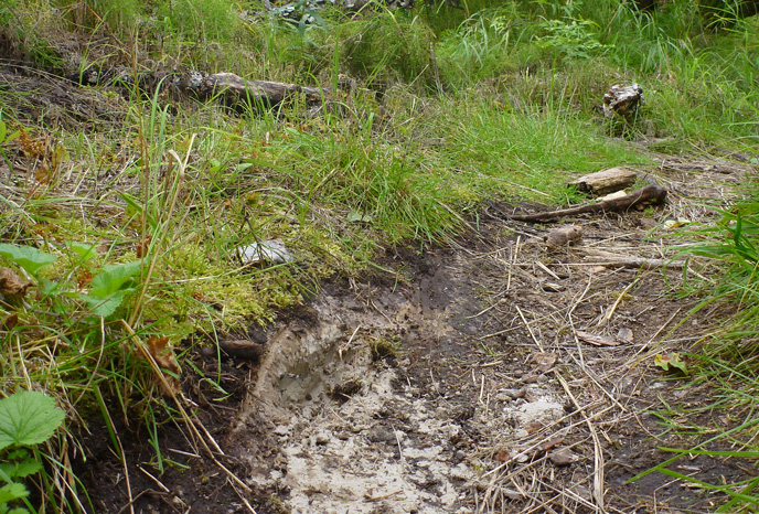 Ash exposed on hiking trail