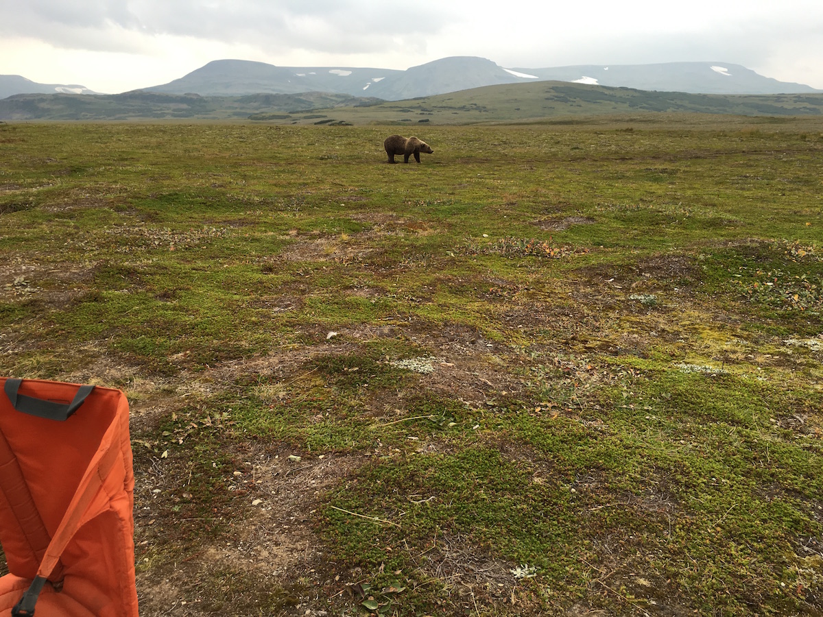 A bear grazes on the tundra