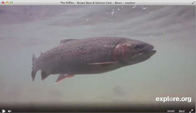 A rainbow trout swims by the underwater cam in September.