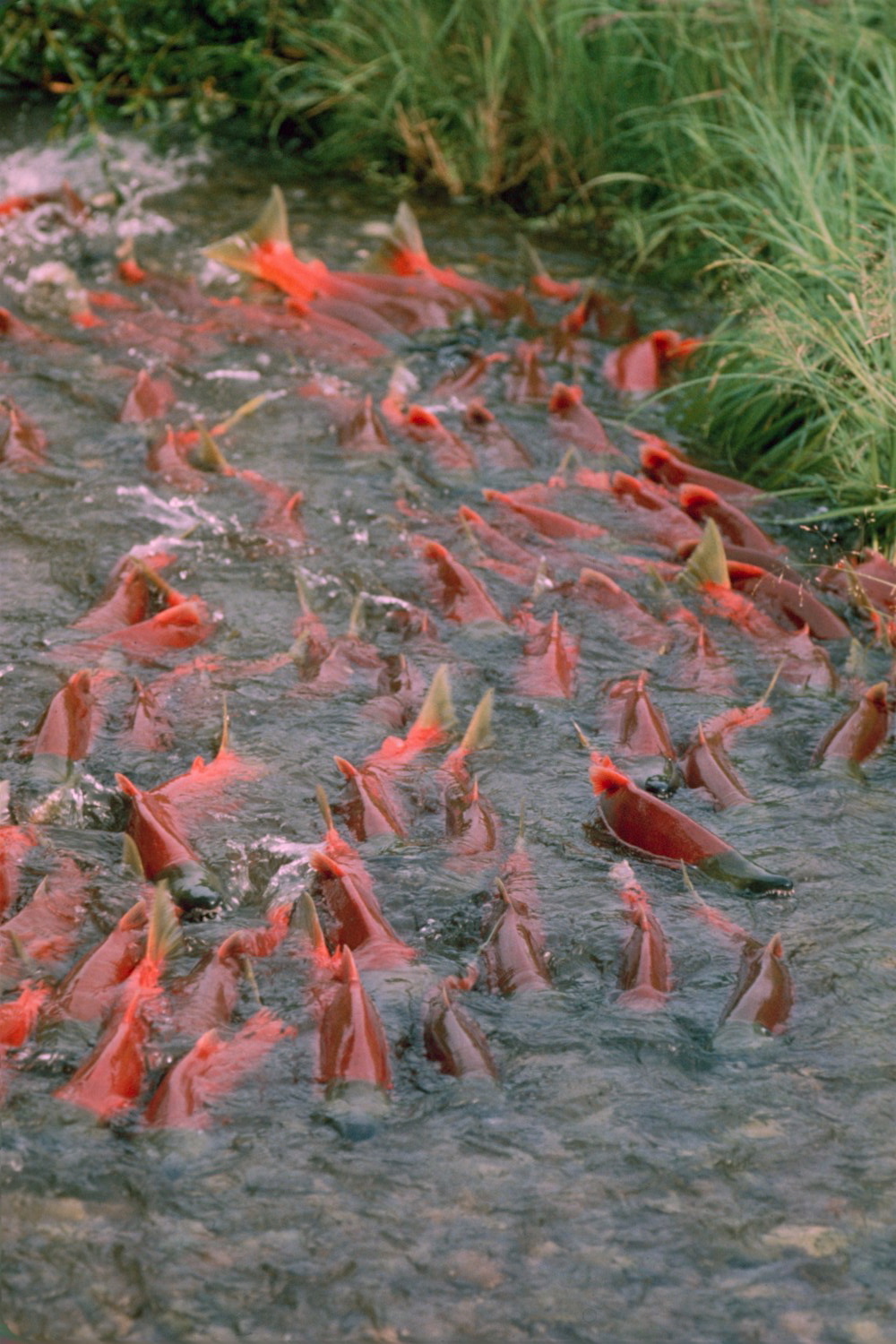 Red sockeye salmon fill a small stream