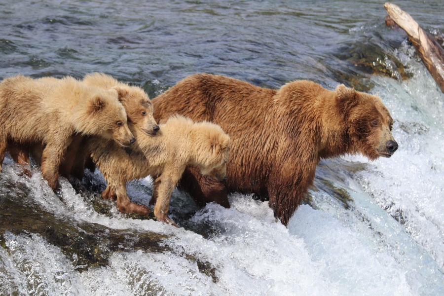 A bear and three cubs at the lip of a waterfall.