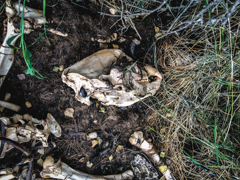 A bear skull in the grass