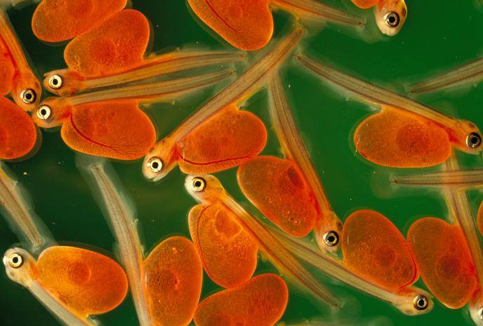 Salmon alevins (USDA photo) Salmon alevins (USDA photo)