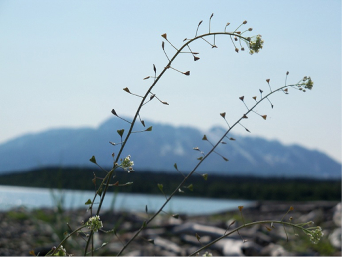 plant silhouetted against a lake and sky