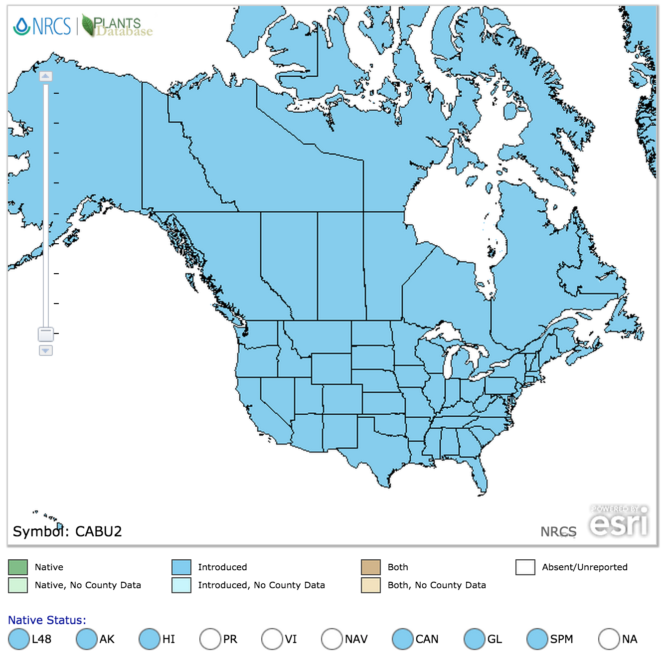 map of shepherd's purse range in North America