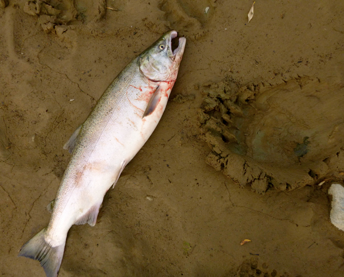 Silver salmon and bear tracks, Kamishak River