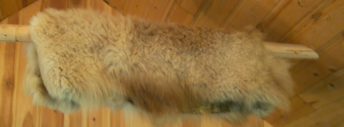 Sister's pelt in the Brooks Camp Visitor Center