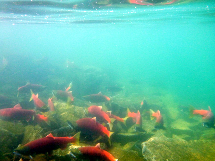 Sockeye salmon in Bay of Islands