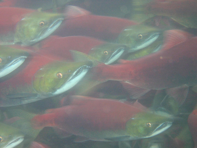 Underwater photo of sockeye salmon in spawning colors