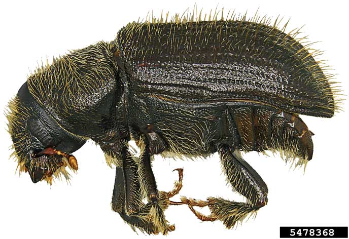 Spruce Bark Beetle (Steven Valley, Oregon Dept. of Agriculture, Bugwood.org)