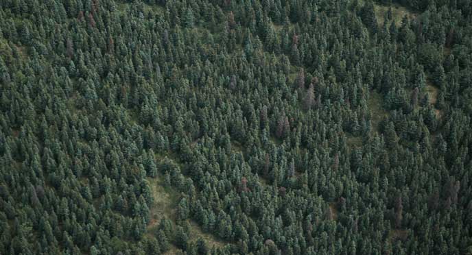 Spruce Forest in Katmai