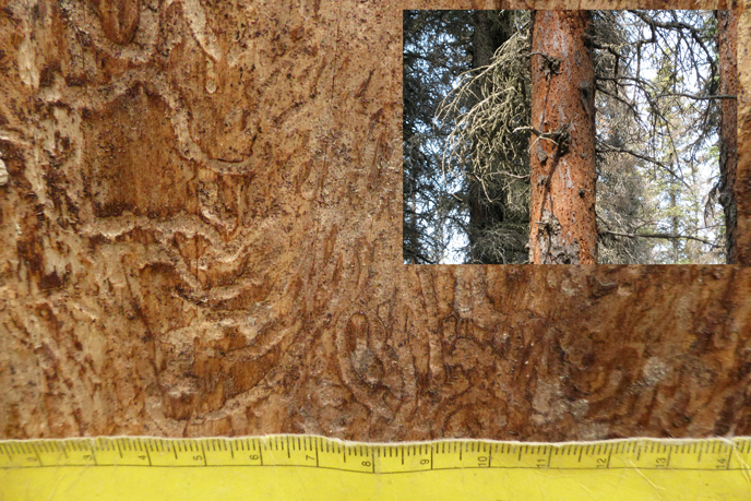 Spruce bark beetle galleries, Brooks Falls Trail