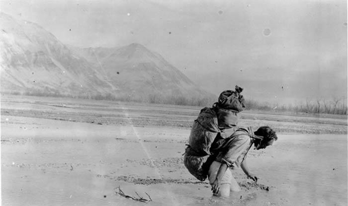 Griggs struggling in the quicksands of Katmai River (B.B. Fulton. National Geographic Society Katmai expeditions photographs, Archives and Special Collections, Consortium Library, University of Alaska Anchorage)