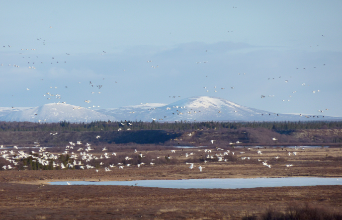 birds flying, mountains and ponds in background