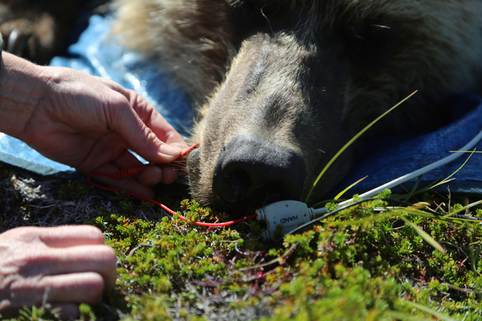 Person uses bioelectric impedence analysis on a bear