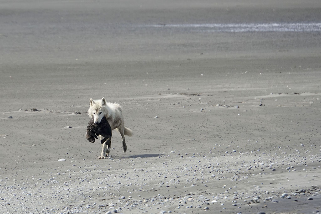 Wolf with sea otter pup. Swikshak Bay NPS Photo/Kaitlyn Kunce Wolf with sea otter pup. Swikshak Bay NPS Photo/Kaitlyn Kunce