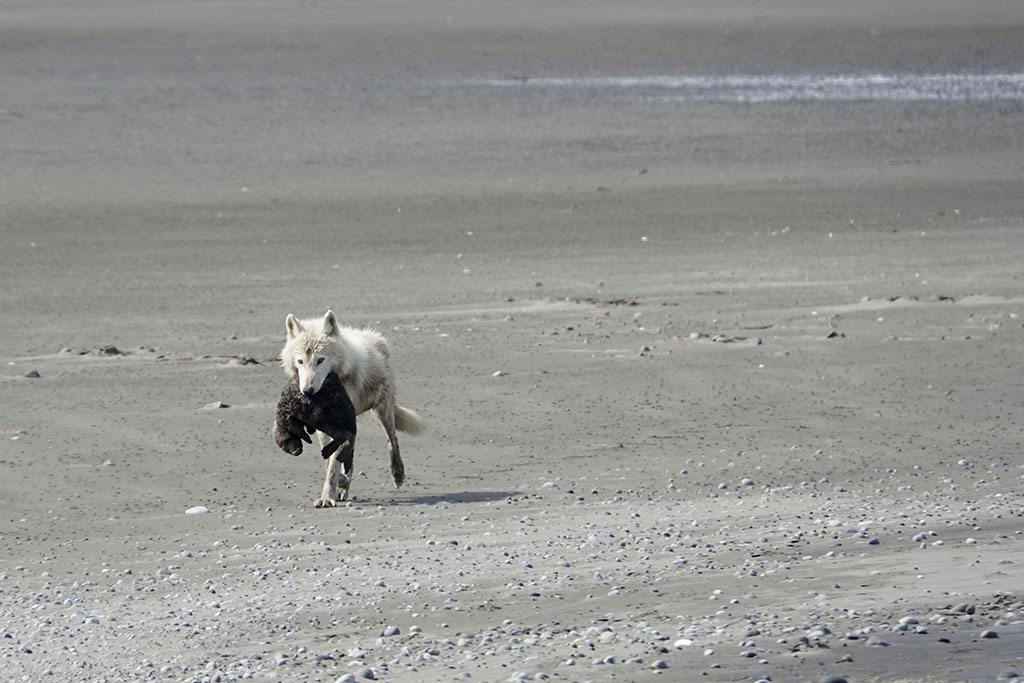 Wolf with sea otter pup. Swikshak Bay NPS Photo/Kaitlyn Kunce