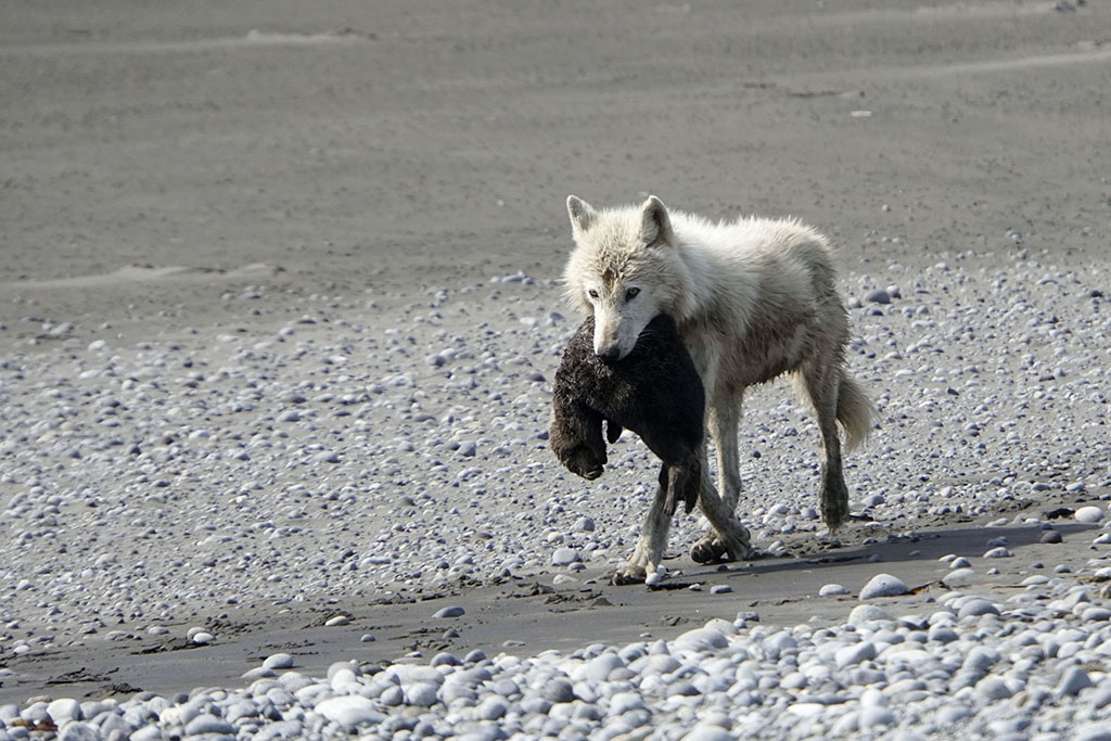 Wolf with sea otter pup. Swikshak Bay NPS Photo/Kaitlyn Kunce