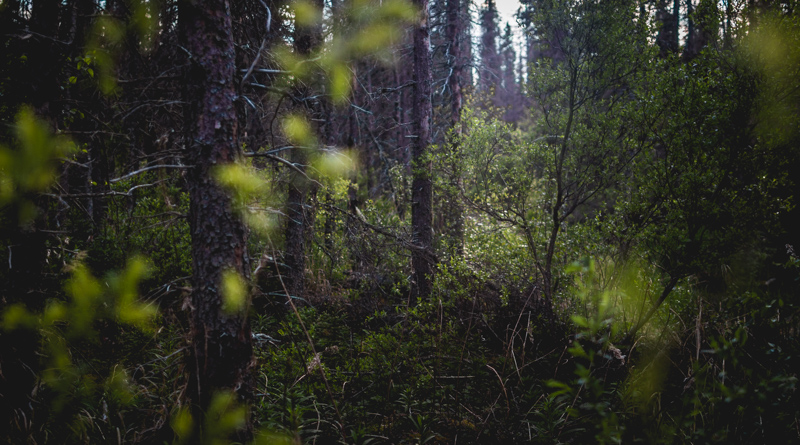 The dark forest along the Brooks River.