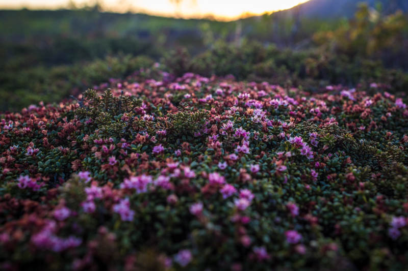 Wildflowers return to the valley