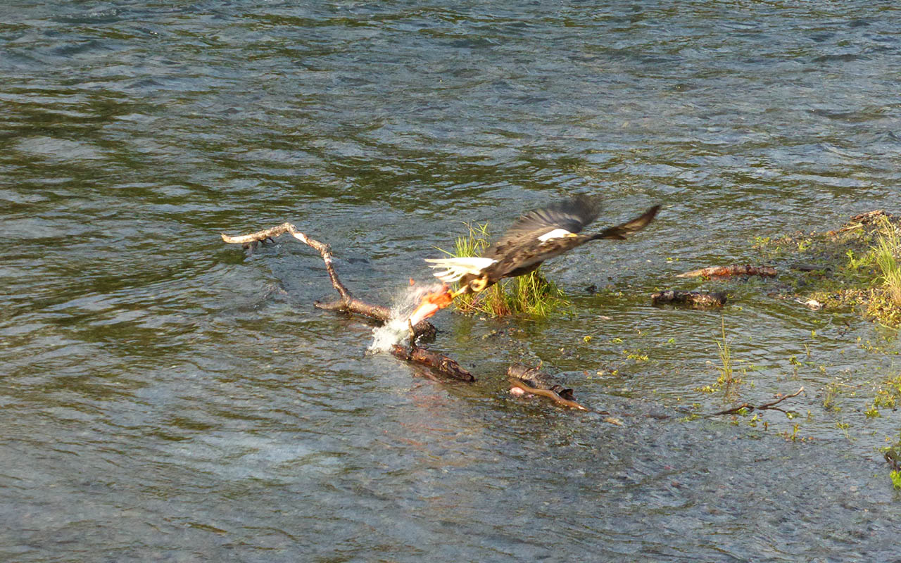 Bald eagle catching salmon