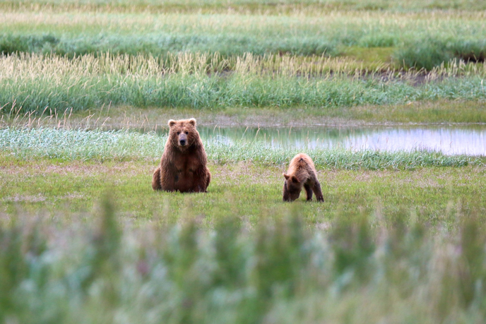 bear and cub in meadow