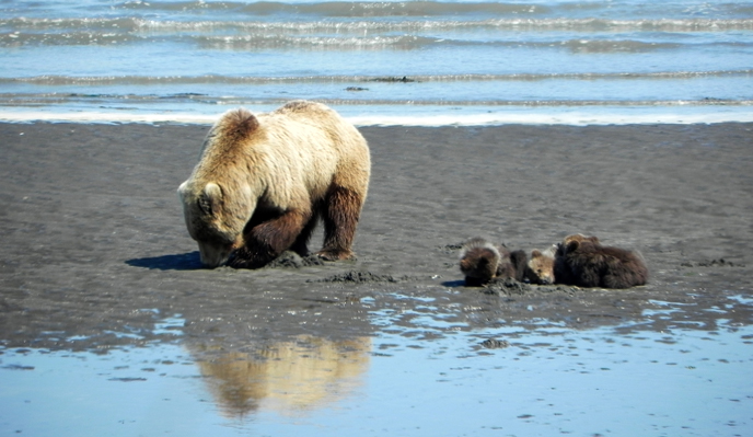 Bears in Alaska's Hallo Bay Are Changing What They Eat