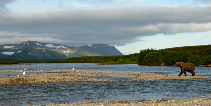 A bear fishes the confluence of the Moraine and Funnel Creeks