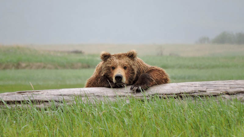 Bear resting on a log