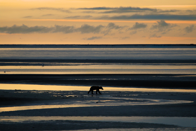 bear on mudflats during low tide
