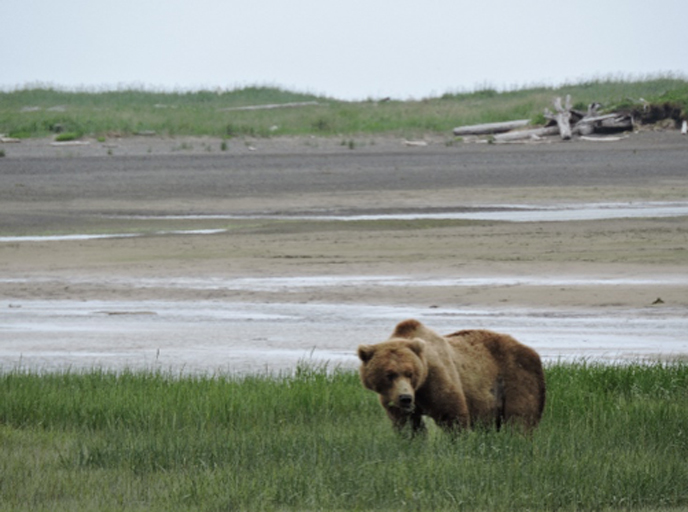 bear standing in sedge meadow