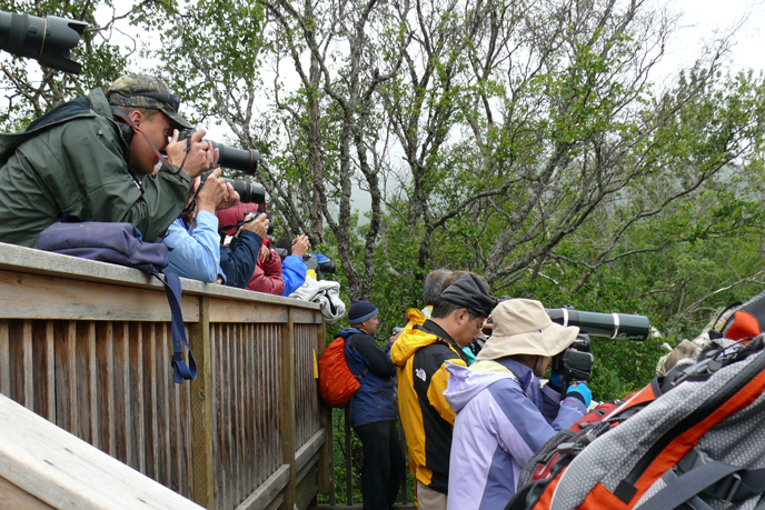 people watching bears on crowded platform