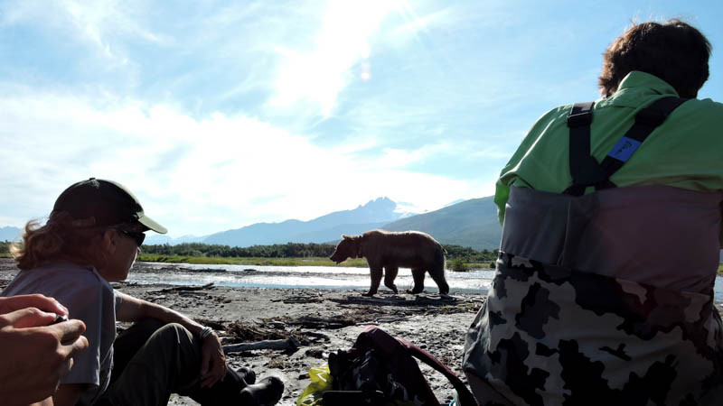 A collored bear walks past onlookers on the beach