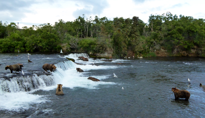 many bears standing at Brooks Falls