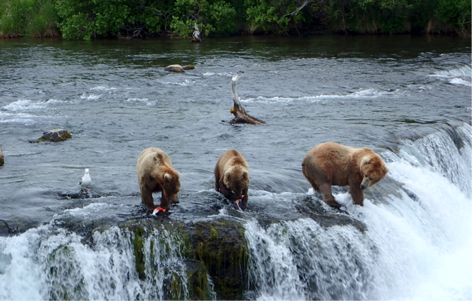 three bears fishing at Brooks Falls