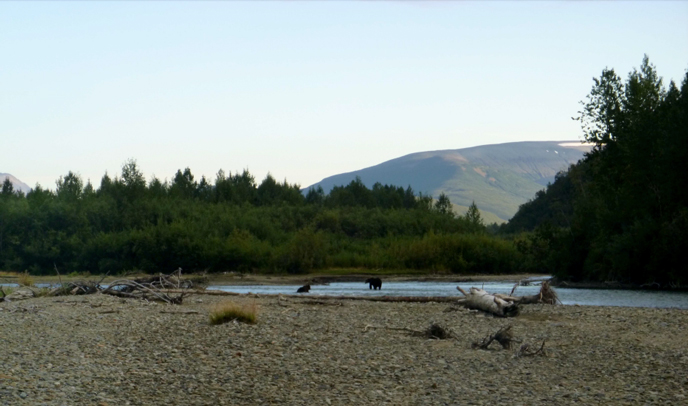 Bears on the Kamishak River