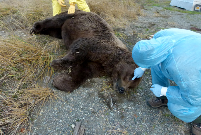 biologists in personal protective equipment examine a dead bear