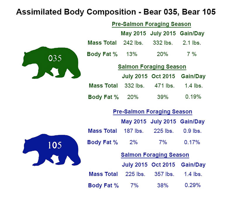 outline of bears labeled 35 and 105