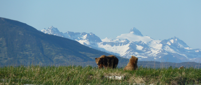 Courting brown bears on the beach near the south Hallo Bay meadows