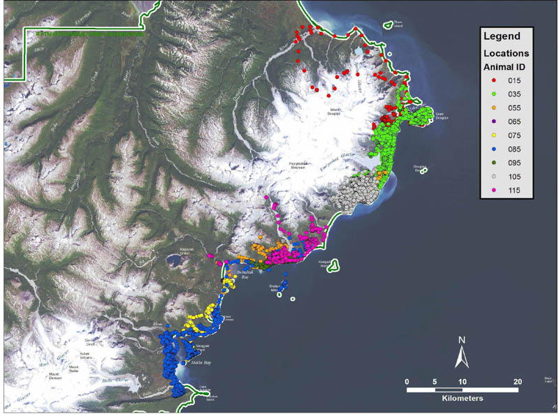 A map of the Katmai coast, showing the movement of collared bears