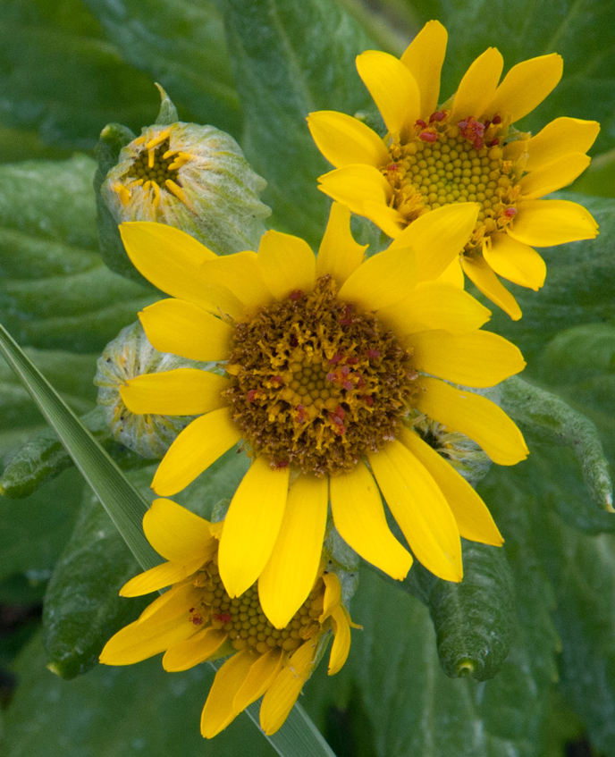 sunflowers