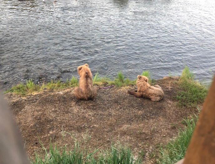 Cubs on the bank below platform