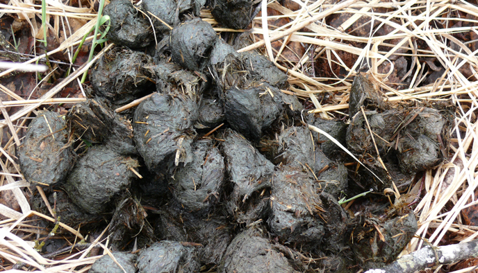 Grass-filled bear scat