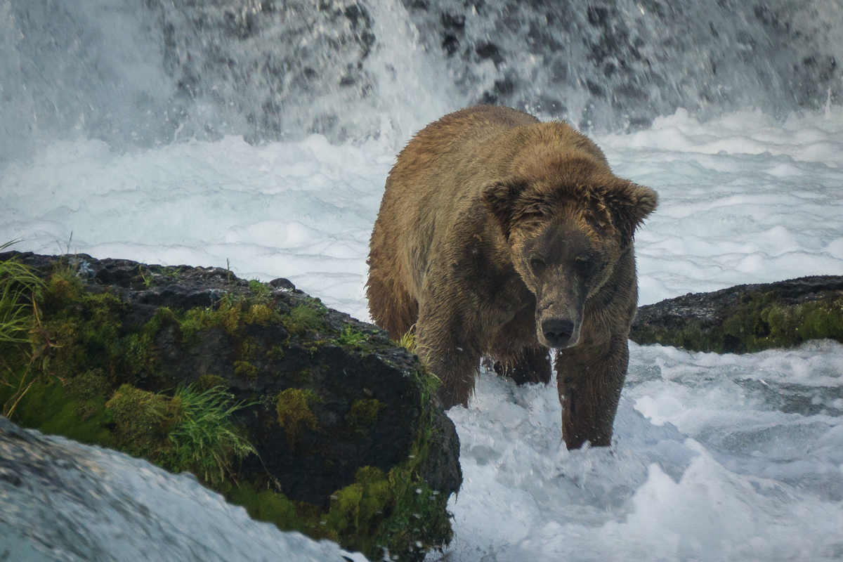 The Mystery bear in the far pool of the falls